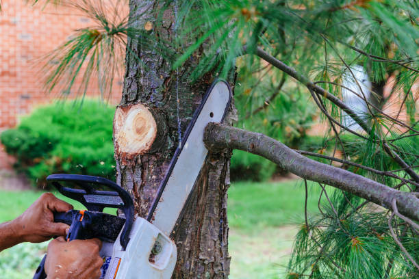 Best Commercial Tree Removal  in USA